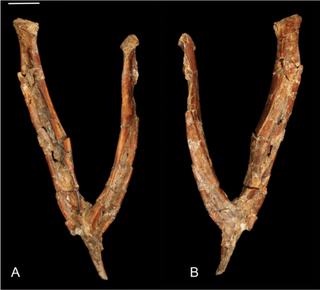 The wishbone